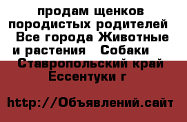 продам щенков породистых родителей - Все города Животные и растения » Собаки   . Ставропольский край,Ессентуки г.